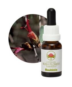 Bauhinia, 15 ml